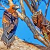 Wedge Tailed Eagle Diamond Painting