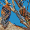 Wedge Tailed Eagle Diamond Painting