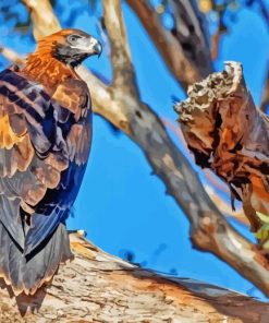 Wedge Tailed Eagle Diamond Painting