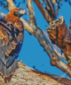 Wedge Tailed Eagle Diamond Painting