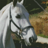 White Dressage Horse Diamond Painting