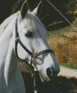 White Dressage Horse Diamond Painting