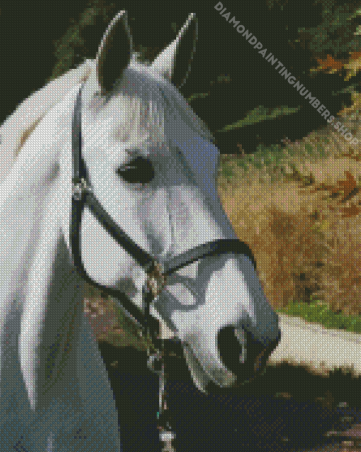 White Dressage Horse Diamond Painting