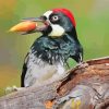 Acorn Woodpecker Diamond Painting