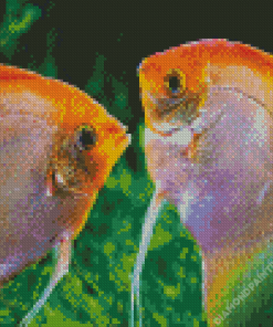 Angelfishes Diamond Painting