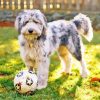 Aussiedoodle Plying With Ball Diamond Painting