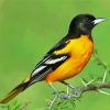 Baltimore Oriole Bird Diamond Painting