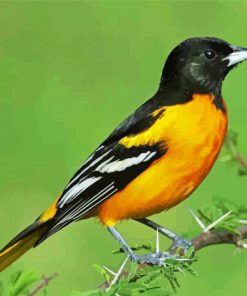 Baltimore Oriole Bird Diamond Painting