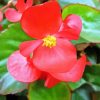 Begonia Red Flower Diamond Painting