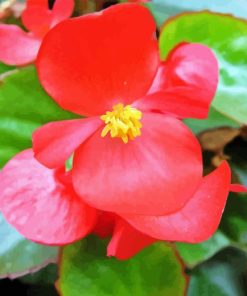 Begonia Red Flower Diamond Painting