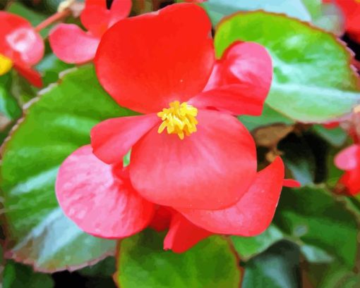 Begonia Red Flower Diamond Painting