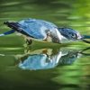 Belted Kingfisher Diamond Painting