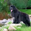 Black Newfie Dog Diamond Painting