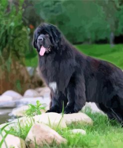 Black Newfie Dog Diamond Painting