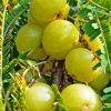 Ceylon Gooseberry Fruit Diamond Painting