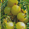 Ceylon Gooseberry Fruit Diamond Painting