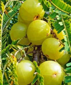 Ceylon Gooseberry Fruit Diamond Painting