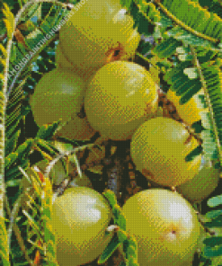 Ceylon Gooseberry Fruit Diamond Painting