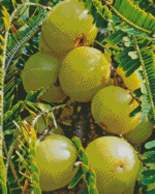 Ceylon Gooseberry Fruit Diamond Painting