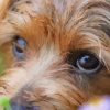 Close Up Norfolk Terrier Diamond Painting