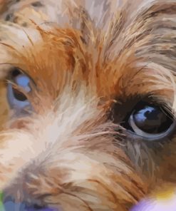 Close Up Norfolk Terrier Diamond Painting