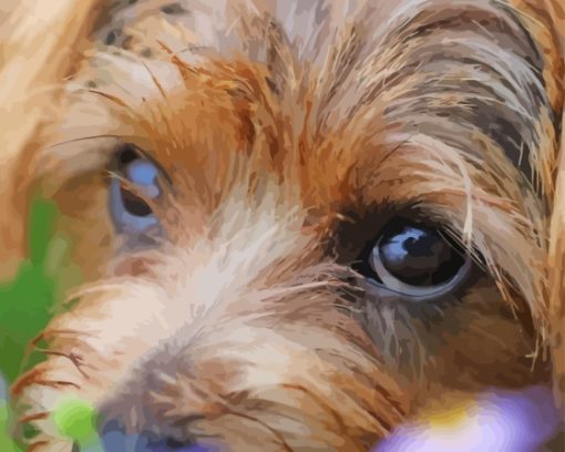 Close Up Norfolk Terrier Diamond Painting