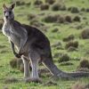 Eastern Grey Kangaroo Diamond Painting