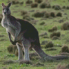 Eastern Grey Kangaroo Diamond Painting