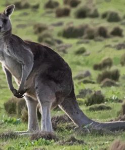 Eastern Grey Kangaroo Diamond Painting