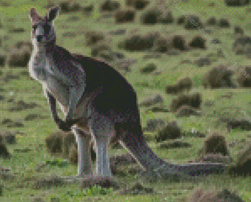 Eastern Grey Kangaroo Diamond Painting