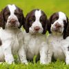 English Springer Spaniel Dogs Diamond Painting