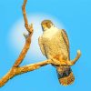 Falcon Bird Animal Diamond Painting