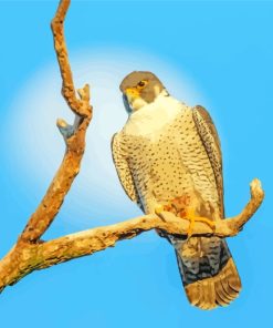 Falcon Bird Animal Diamond Painting