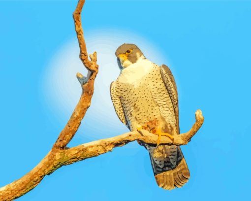 Falcon Bird Animal Diamond Painting