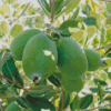 Feijoa Tree Diamond Painting