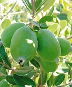 Feijoa Tree Diamond Painting