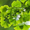 Ginkgo Green Leaves Diamond Painting