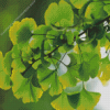 Ginkgo Green Leaves Diamond Painting