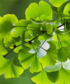 Ginkgo Green Leaves Diamond Painting