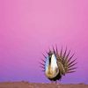 Greater Sage Grouse With Pink Sky Diamond Painting