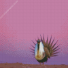 Greater Sage Grouse With Pink Sky Diamond Painting