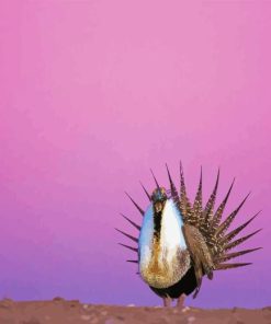 Greater Sage Grouse With Pink Sky Diamond Painting