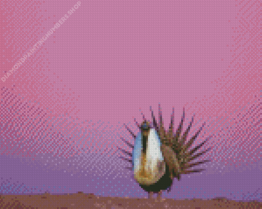 Greater Sage Grouse With Pink Sky Diamond Painting