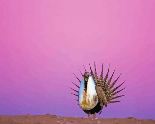 Greater Sage Grouse With Pink Sky Diamond Painting