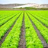 Lettuce Fields Diamond Painting