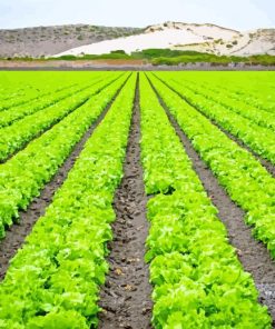 Lettuce Fields Diamond Painting