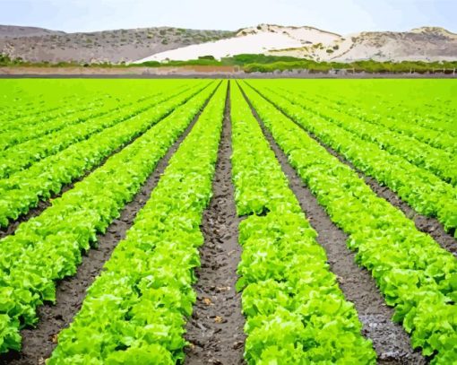 Lettuce Fields Diamond Painting