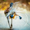 Lyrebird Back Tail Diamond Painting