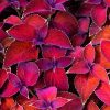 Maroon Plant Leaves Diamond Painting