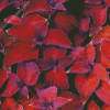 Maroon Plant Leaves Diamond Painting